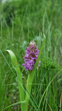 Güneşli bir çayırda Güzel erken bataklık orkidesi