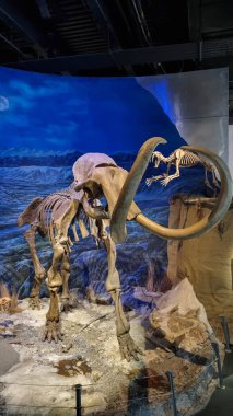 Drumheller, Alberta, Kanada. Ağustos 06, 2023. Drumheller 'deki Royal Tyrrell Müzesi, Cenozoic Gallery' de sergilenen bir Mamut 'un iskelet kalıntılarına sahiptir. Sergide iskelet çerçeveler yer alıyor