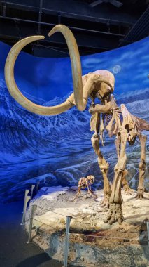 Alberta, Kanada - 06 Ağustos 2024: Alberta Kanada 'daki Drumheller Müzesi