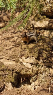 Cute little chipmunk sitting on ground and eats kernel of corn in green park and looking around, fluffy tailed tiny park dweller with small paws embodiment of natural charm and innocence clipart