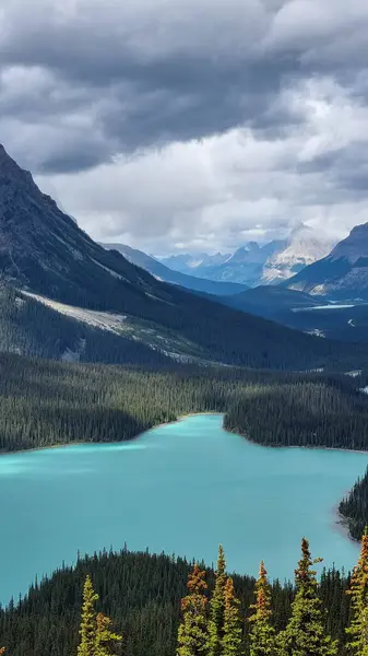 Banff Ulusal Parkı 'ndaki Peyto Gölü, Alberta. Eşsiz kurt kafalı ve canlı turkuaz renkli buzulla beslenmiş göl. Kanada Kayalıklarında, Icefields Parkway boyunca popüler bir turist bakış açısı.