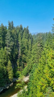 Vancouver, BC.Canada 'daki Capilano Askı Köprüsü Parkı' nın güzel manzarası