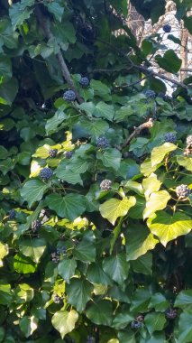 Hedera Colchica Sülfür Kalp Sarmaşık Bitkisi.