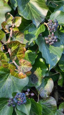 Hedera Colchica Sülfür Kalp Sarmaşık Bitkisi.