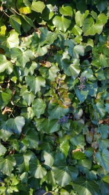 Hedera Colchica Sülfür Kalp Sarmaşık Bitkisi.