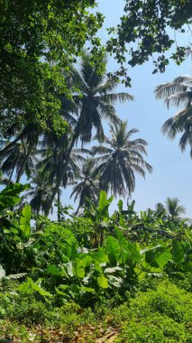 Orman ormanı yürüyüş yolu