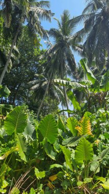 Orman ormanı yürüyüş yolu
