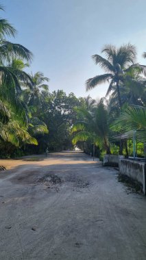 Orman ormanı yürüyüş yolu