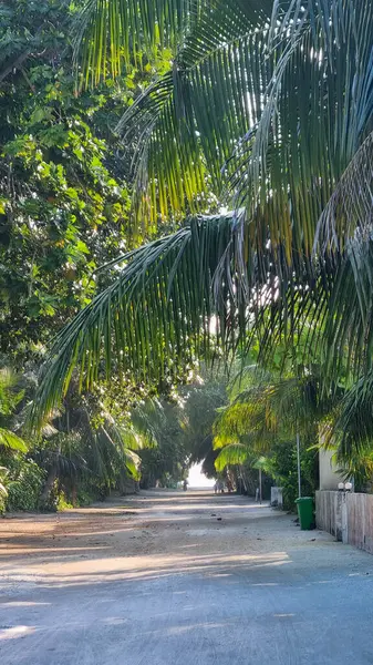 Orman ormanı yürüyüş yolu