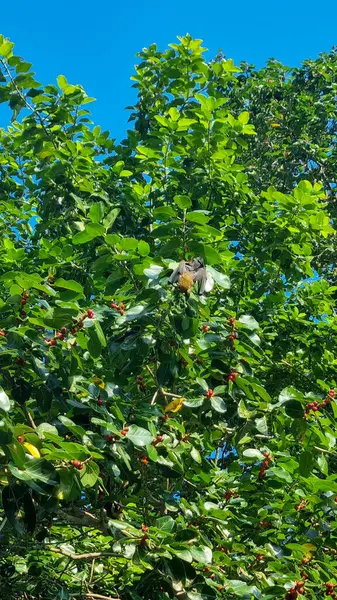 Uçan ve ağaçta oturan yarasalar.