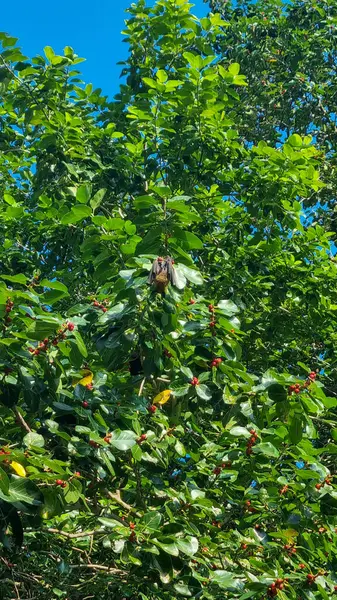 Uçan ve ağaçta oturan yarasalar.