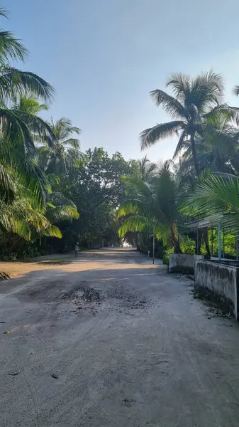 Orman ormanı yürüyüş yolu