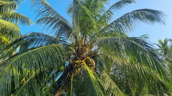 Gökyüzü arkaplan görünümünde yeşil palmiye yaprakları. Doğa Arkaplanı.