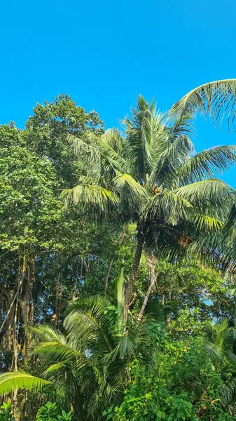 Gökyüzü arkaplan görünümünde yeşil palmiye yaprakları. Doğa Arkaplanı.