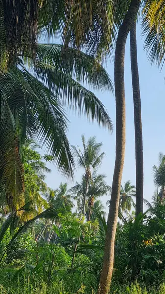 Gökyüzü arkaplan görünümünde yeşil palmiye yaprakları. Doğa Arkaplanı.