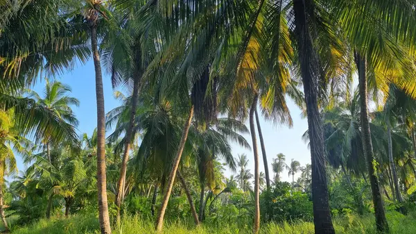 Gökyüzü arkaplan görünümünde yeşil palmiye yaprakları. Doğa Arkaplanı.
