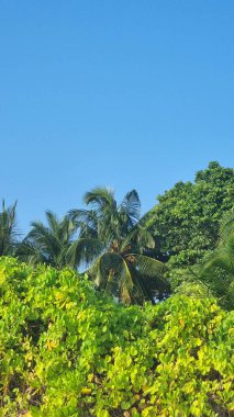 Gökyüzü arkaplan görünümünde yeşil palmiye yaprakları. Doğa Arkaplanı.