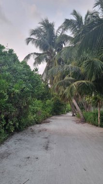 Gökyüzü arkaplan görünümünde yeşil palmiye yaprakları. Doğa Arkaplanı.
