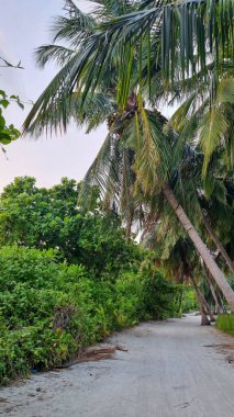 Gökyüzü arkaplan görünümünde yeşil palmiye yaprakları. Doğa Arkaplanı.