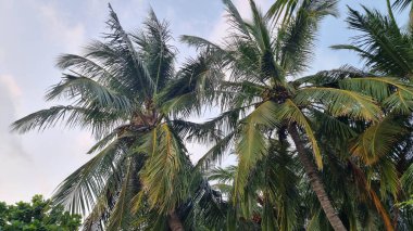 Gökyüzü arkaplan görünümünde yeşil palmiye yaprakları. Doğa Arkaplanı.