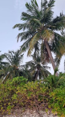 Gökyüzü arkaplan görünümünde yeşil palmiye yaprakları. Doğa Arkaplanı.