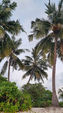 Gökyüzü arkaplan görünümünde yeşil palmiye yaprakları. Doğa Arkaplanı.