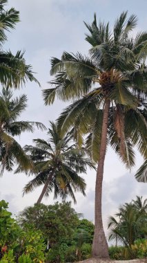 Gökyüzü arkaplan görünümünde yeşil palmiye yaprakları. Doğa Arkaplanı.