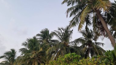 Gökyüzü arkaplan görünümünde yeşil palmiye yaprakları. Doğa Arkaplanı.