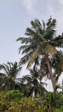 Gökyüzü arkaplan görünümünde yeşil palmiye yaprakları. Doğa Arkaplanı.