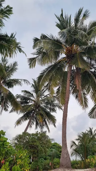 Gökyüzü arkaplan görünümünde yeşil palmiye yaprakları. Doğa Arkaplanı.