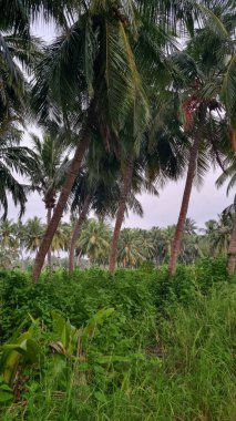 Orman ormanı yürüyüş yolu