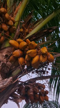 Bahçede hindistan cevizi ağaçları