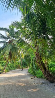 Gökyüzü arkaplan görünümünde yeşil palmiye yaprakları. Doğa Arkaplanı.