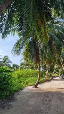 Gökyüzü arkaplan görünümünde yeşil palmiye yaprakları. Doğa Arkaplanı.