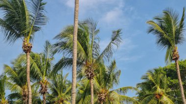 Gökyüzü arkaplan görünümünde yeşil palmiye yaprakları. Doğa Arkaplanı.