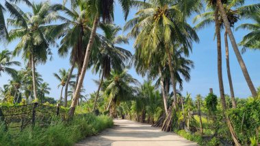 Gökyüzü arkaplan görünümünde yeşil palmiye yaprakları. Doğa Arkaplanı.