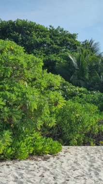 Thoddoo, Maldivler 'deki Thoddu plajı.