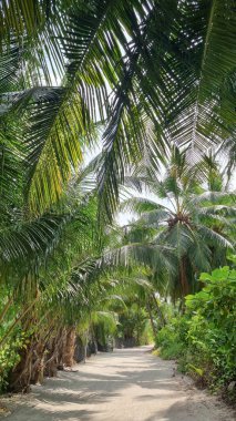 Gökyüzü arkaplan görünümünde yeşil palmiye yaprakları. Doğa Arkaplanı.