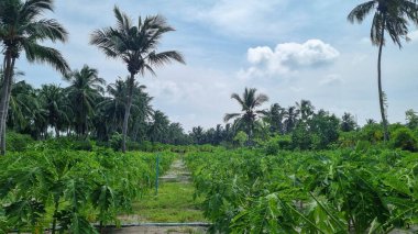 Gökyüzü arkaplan görünümünde yeşil palmiye yaprakları. Doğa Arkaplanı.