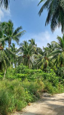 Gökyüzü arkaplan görünümünde yeşil palmiye yaprakları. Doğa Arkaplanı.