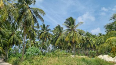 Gökyüzü arkaplan görünümünde yeşil palmiye yaprakları. Doğa Arkaplanı.