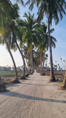 Orman ormanı yürüyüş yolu
