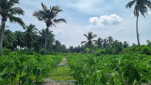 Gökyüzü arkaplan görünümünde yeşil palmiye yaprakları. Doğa Arkaplanı.