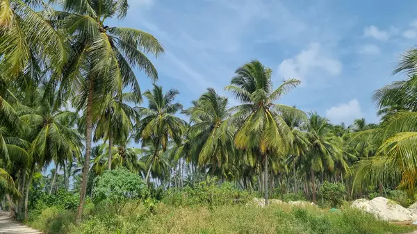Gökyüzü arkaplan görünümünde yeşil palmiye yaprakları. Doğa Arkaplanı.