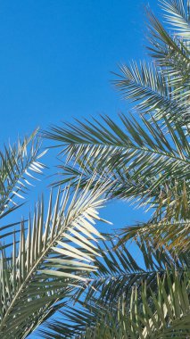 Palmiye ağaçlarının alttaki manzarası güzel mavi gökyüzüne karşı. Mavi arka planda yeşil palmiye ağacı. Gökyüzüne bakan palmiye ağaçları. Hafif tropikal esintide palmiye ağacı.