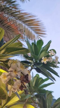 Dubai 'deki fabrikada beyaz frangipani' ye yakın çekim