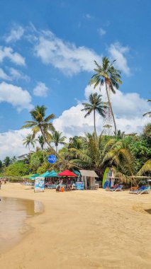 Sahildeki sörf tahtası ve palmiye ağacında sörf alanı tabelası var. Seyahat macerası ve su sporu. Rahatlama ve yaz tatili konsepti. Klasik renk tonu resmi.