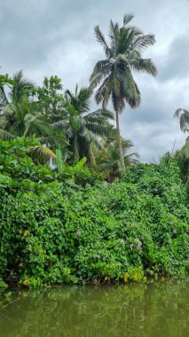 Güney Sri Lanka, Matara yakınlarındaki Nilwala nehri boyunca..