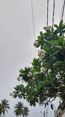 Frangipani çiçekleri yakın güzel Plumeria.