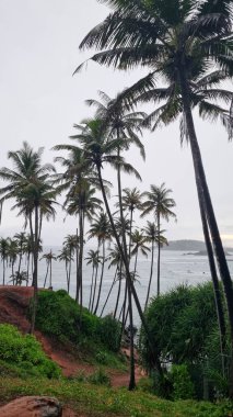 Beach with palm trees and blue water